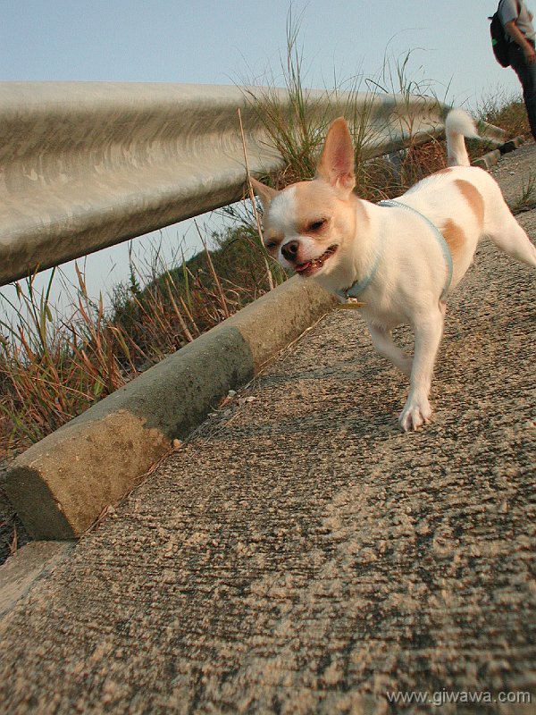 Giwawa