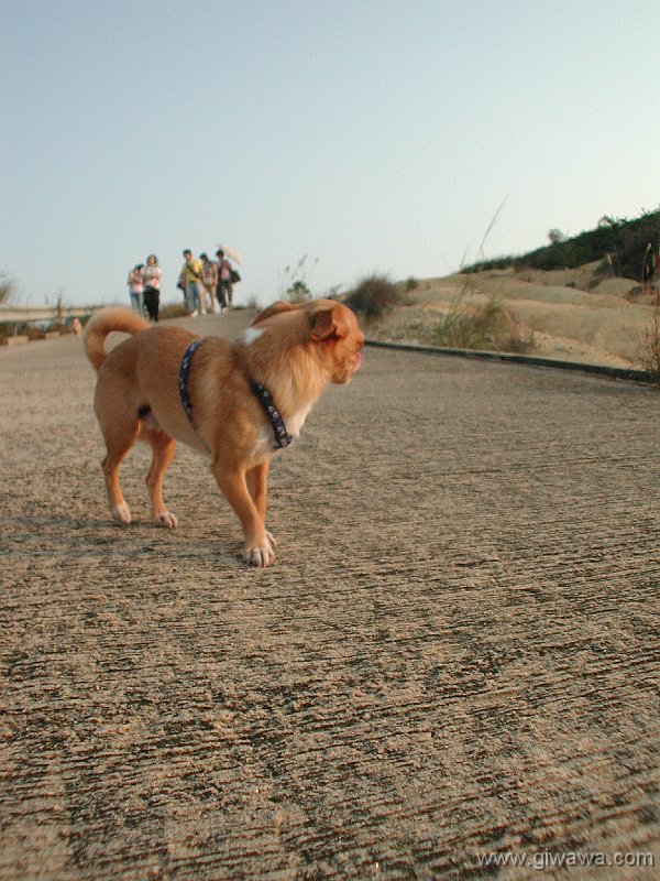 Giwawa