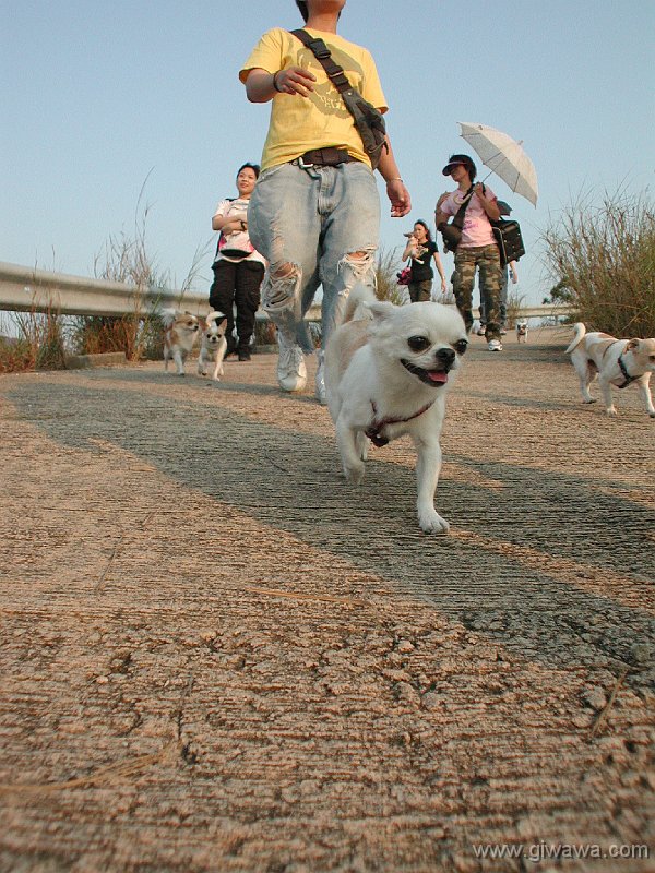 Giwawa
