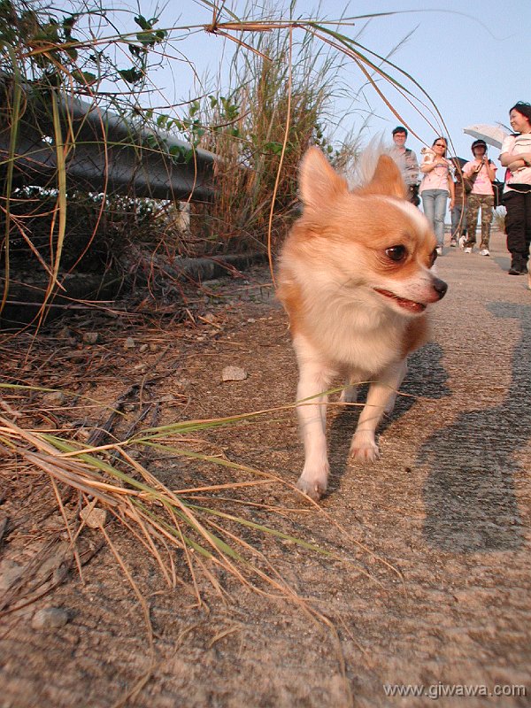 Giwawa