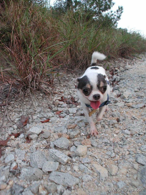 Giwawa