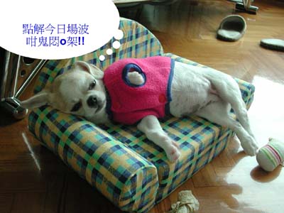 ../Images/GGDWDscn2987.jpg