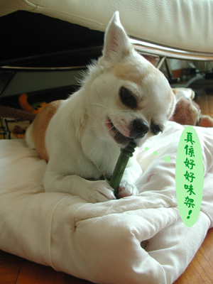 ../Images/GGDWDscn3331.jpg